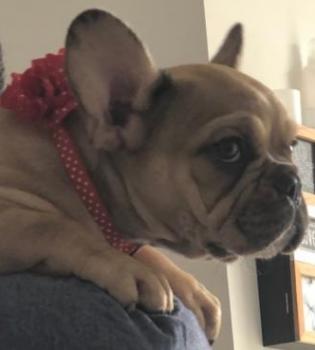 Luna, Bulldog Francés