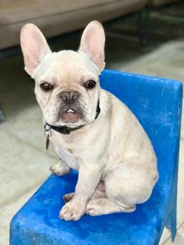 Tyson Wickett, Bouledogue francese