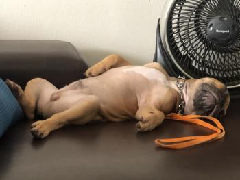 Obi André, Bulldog Francés