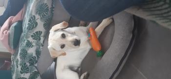 Ruby, Labrador Retriever