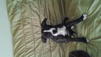 Alexander Darington, American Staffordshire Terrier