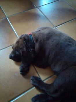 Rex, Labrador Retriever
