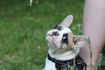 Ruby, Bulldog Francés