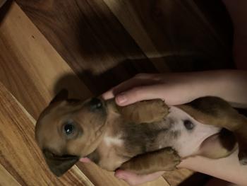 Oscar, Otros perros