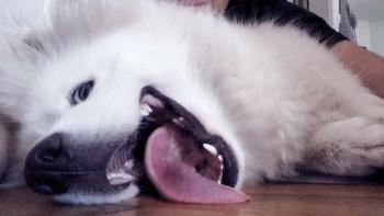 Rakna, Samoyedo