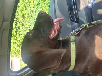 Rosie, Braco Alemán De Pelo Corto