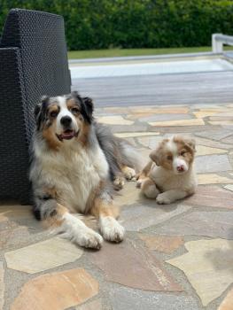 Romy, Pastor Australiano