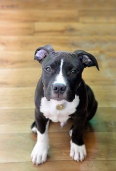 Anubis, American Staffordshire Terrier