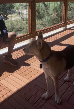 Samson, Perro Pastor Alemán