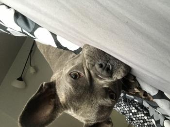 Poca, Bulldog Francés