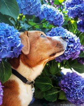 Mythos, Otros perros