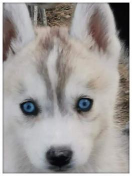 KRYSTAL, Husky Siberiano