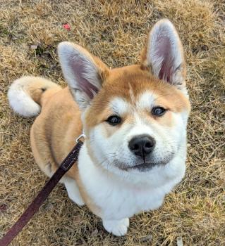 Mochi, Akita Japonés