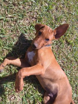 Björn, Rhodesian Ridgeback