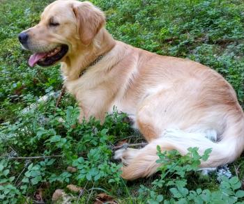 Pongo, Golden Retriever