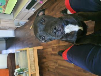 ray-ban, Staffordshire Bull Terrier