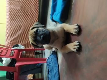 Fury, Bullmastiff