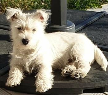 Ruby, Westies