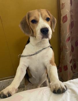 Doodle, Beagle