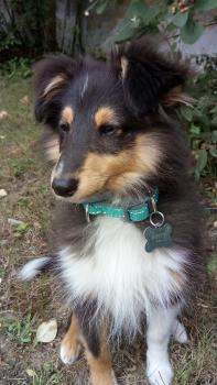 Rusty, Pastor De Shetland
