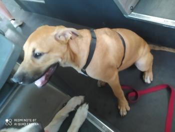 gaia, Presa canario