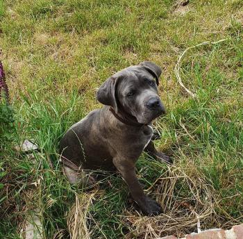 Rustik, Cane Corso