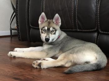 Sandy, Husky Siberiano