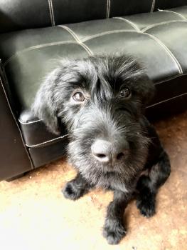 Gustav, Schnauzer Gigante