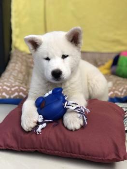 Kyra, Akita Japonés
