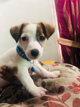 Dave, Parson Jack Russell Terrier (De Pelaje Corto - Suave)