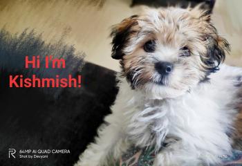 Kishmish, Lhassa Apso