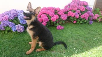rafale du chemin d'eden, Perro Pastor Alemán