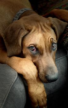 Hamish, Crestado Rodesiano