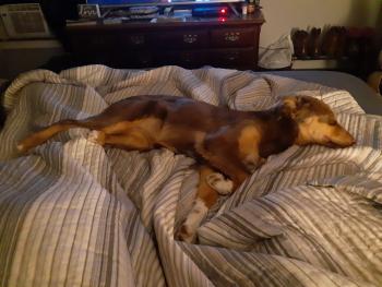 Ruby, Pastor Australiano