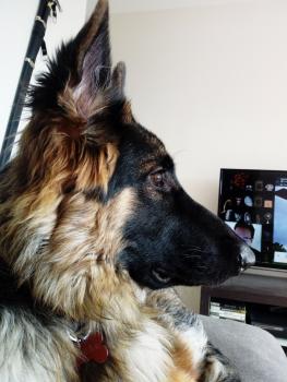 Orion, Perro Pastor Alemán