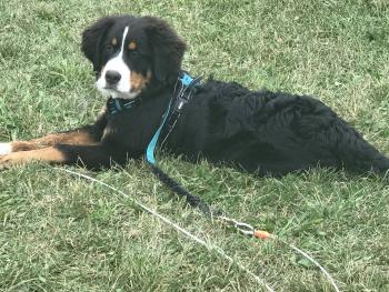 abby, Bernese Cattle Dogs