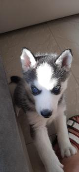 Rai, Husky Siberiano
