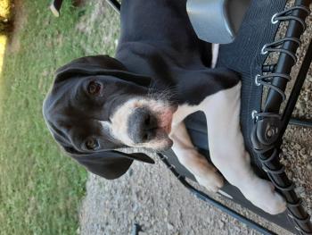 ROSWELL, Dogue Allemand