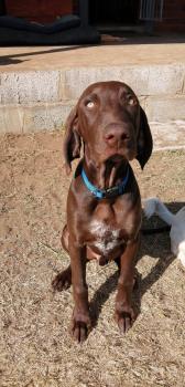 Moose, Braco Alemán De Pelo Corto