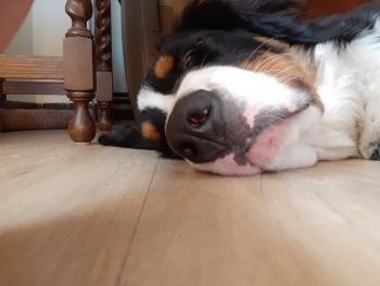 Pico, Bernese Cattle Dogs