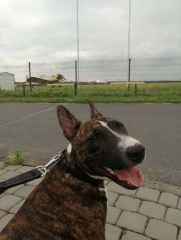Mara, Bull Terrier