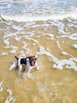 Dixie, Braco Alemán De Pelo Corto