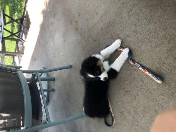Theo, Australian Shepherd