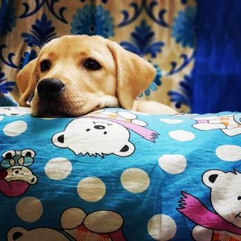 Pi, Labrador Retriever