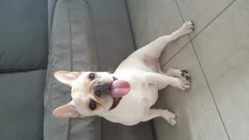 Toastoey, Bouledogue francese