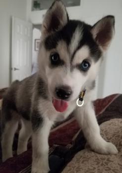 Karma, Husky Siberiano