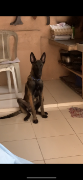 Dior, Pastor Belga Malinois