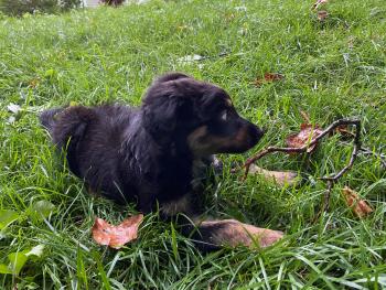 Rusty, Pastor Australiano