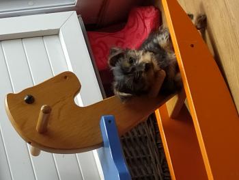 Rango, Yorkshire Terrier