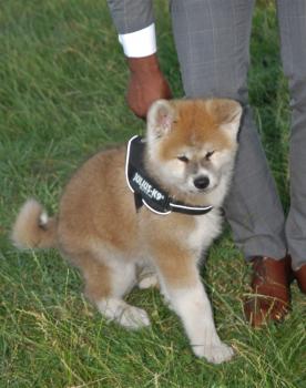 Ryô, Akita Japonés